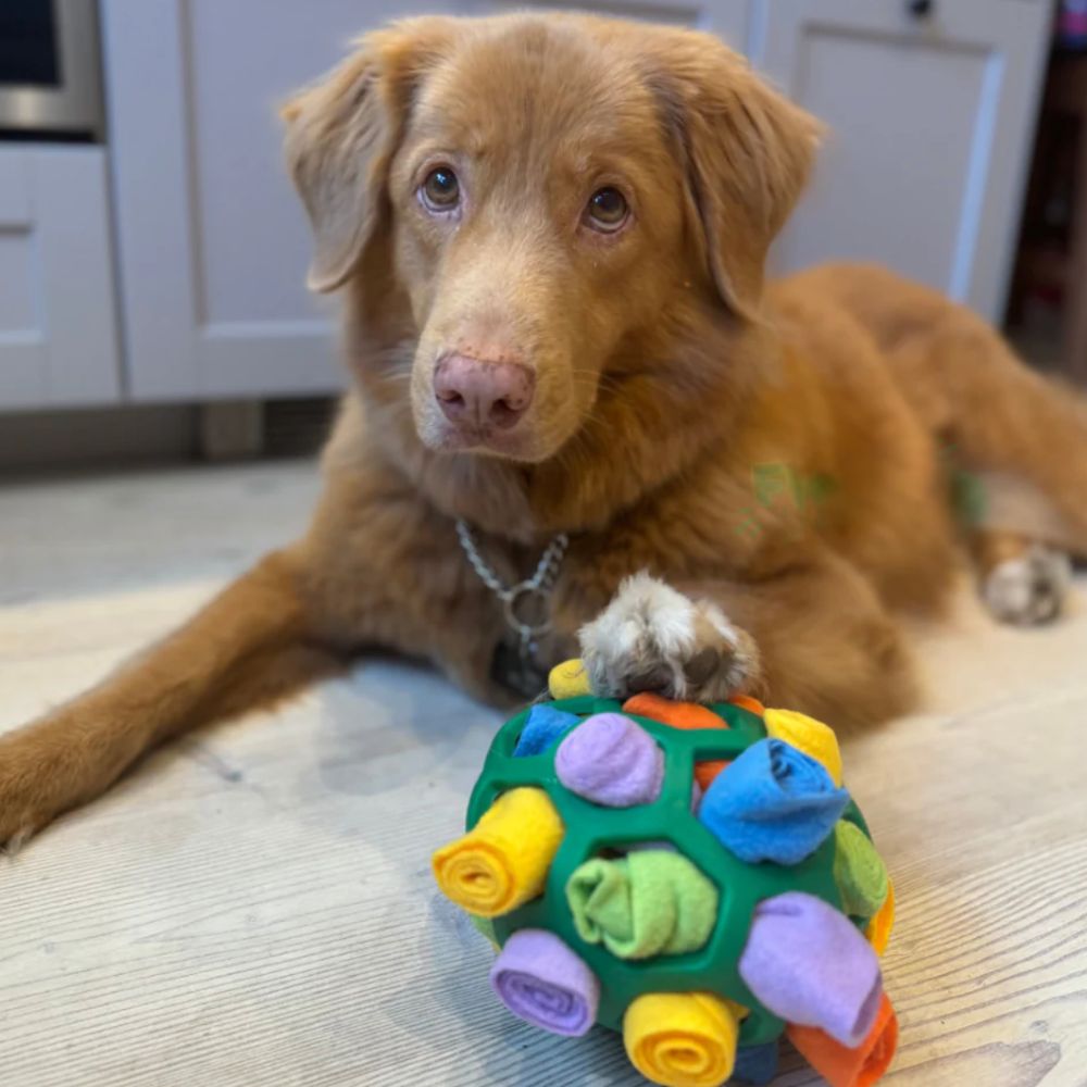 StimuleringsBollen - Håll din hund mentalt stimulerad i timmar