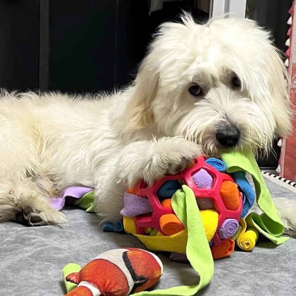 StimuleringsBollen - Håll din hund mentalt stimulerad i timmar